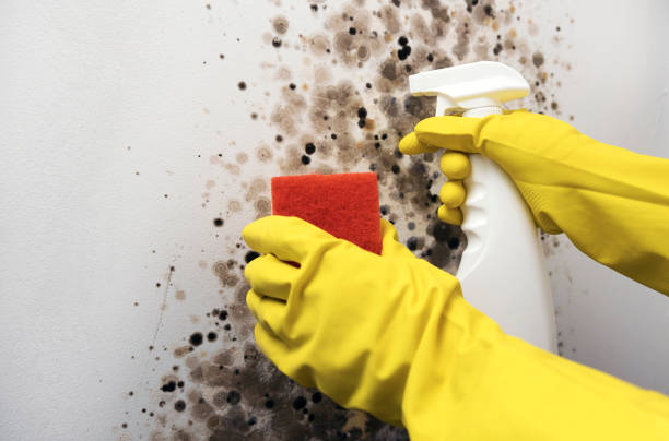 Best White Mold Remediation in Cos Co, CT